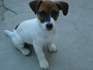 Продам щенков Джек рассел терьера доставка по Украине #965710