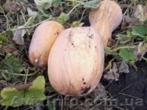 Продажа тыквы #958809