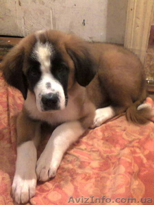 продаются щенки московской сторожевой #956091