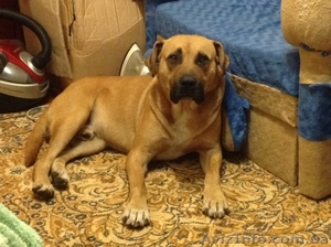 Найдена собака! г. николаев #955746