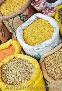 Скупаем зерновые и масличные культуры разных качеств #967237