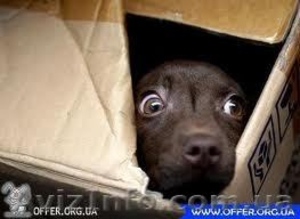 ВАШ ТОВАР МЫ КАЧЕСТВЕННО УПАКУЕМ!!! #954359