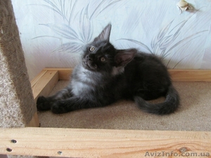 пушистики мейн кун #953774