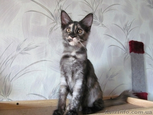 Обмен кошечки мейн кун на абиссинскую #953770