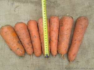 Продажа моркови в Крыму #964372