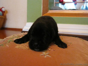 Уникальные щенки от чемпионов Украины и мира!!Спешите!!Продам щенков Кане Корсо! #965481