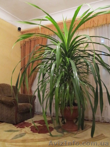 Комнатное растение Панданус #953865
