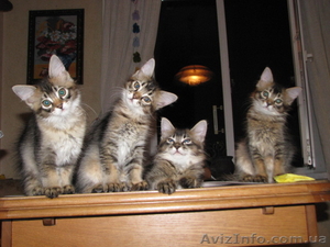 Продам замечательных котят! #952182