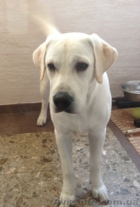 Продам Срочно Девочку Лабрика #967931