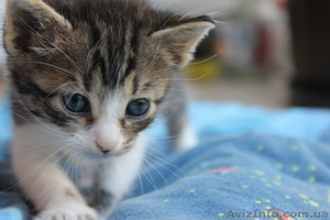 КРАСАВЕЦ КОТЕНОК ОТДАМ #954518