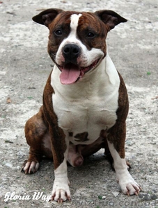 Щеночки-стаффики  #964074