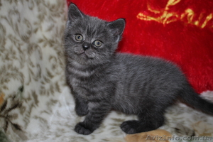  Котята вислоухие и страйты  #953938