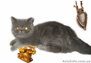 Экзотические котята-экзоты #924583