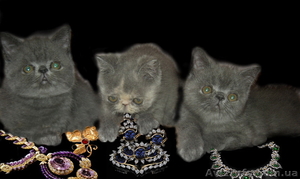 Экзотики короткошерстные #771723