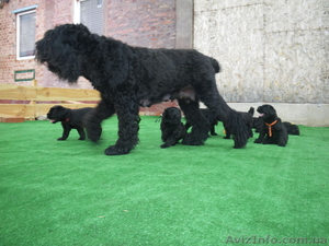 Русский черный терьер. Щенки #953328