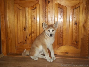 Акита-ину (ХАТИКО)-щенки #958282