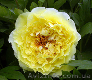 Травянистый пион Huang Jin Lun - Golden Wheel продам #962473