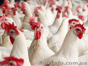 Потрібні працівники для обробки курки на м'ясокомбінат в Польщі. #960323