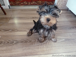 Очень красивые малыши йоркширского терьера #952641