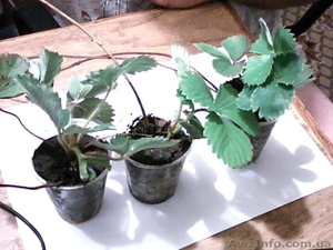 рассада клубники 40 сортов #955547