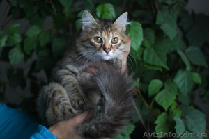 Отдам кошечку в добрые руки #955132