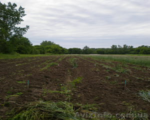 Срочно продам 2 га земли с поливом #966596