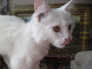 отдам котенка  в хорошие руки #956837