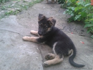 Щенки восточно-европейской овчарки #956513