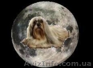 Щенки Lhasa Apso #958198