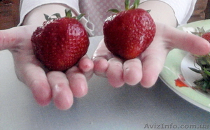 Саженцы садовой земляники 