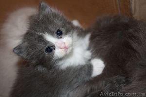 ПОДАРЮ КОТЯТ!!! #960353