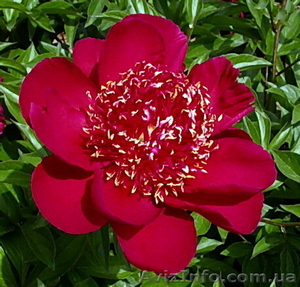Древовидные,  травянистые пионы,  пионы рокка,  пионы Ито-гибриды продам. #962474