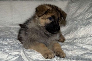 Щенки овчарки зонарного окраса #955053
