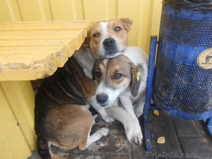 Собачка ищет дом! #978527