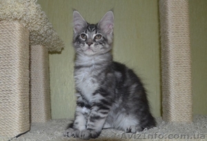 Крупные котята мейн кун из питомника #977937