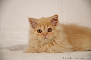 Красный серебристый хайленд страйт #980970