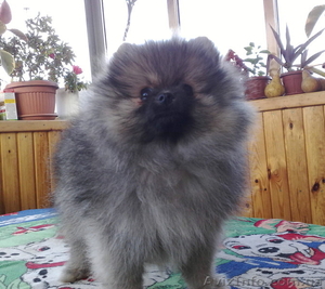 Перспективные щенки померанского шпица #979339