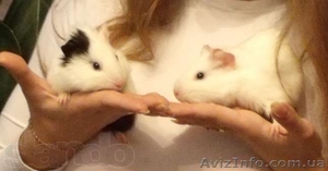 Морские свинки 2 мальчика #975125