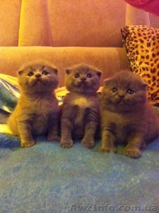 шотланцы вислоухие #973557