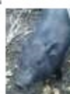 Продам вьетнамскую свинку. #975268