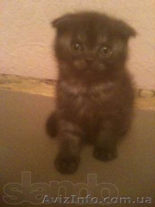 Шотландский вислоухий мальчик шоу класса #979193