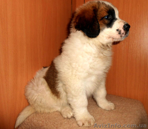 Московская сторожевая #985417