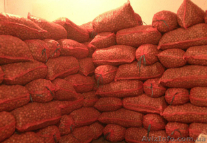 Грецкий орех оптом бойный! #978519