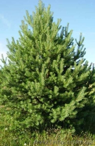 Продажа сосен оптом,  новогодние сосны,  елки оптом #973821