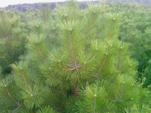 Продам Сосну Крымскую,  елки новогодние #969075