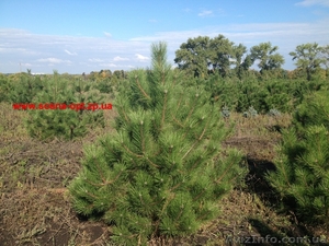 Сосны и елки оптом из Днепропетровска #970492