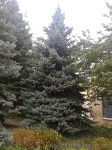 продам колючую голубую ель #972501