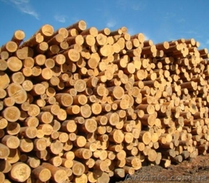 продам дрова сруб сосны 3 метра 10 грн за 1 шт #977386