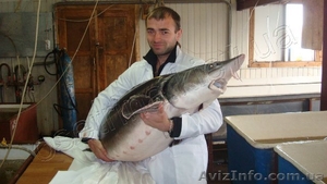  Продам рыбу, Продам рыбу речную, Продам рыбу мороженную-замороженную-свежую,  #971080