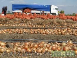 Продам Лук Репчатый Оптом  #974177